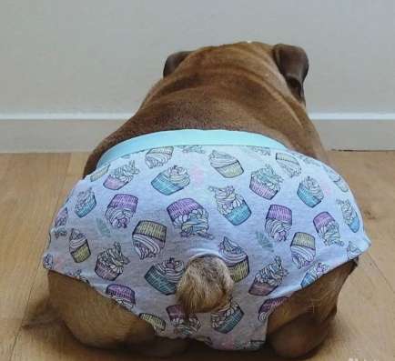 Care, Love! Dog sitter
