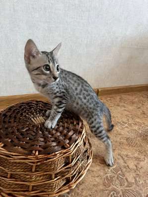 Египетская мау kitten фото 3