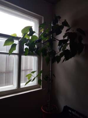 Продам гибискус