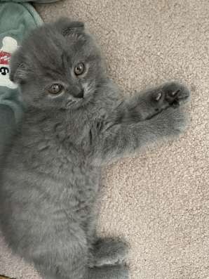 Вислоухие котята скотиш фолд
