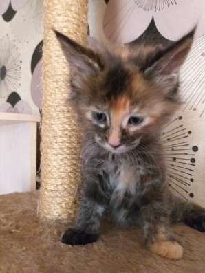 Мейн-кун котята в Новокузнецке фото 5