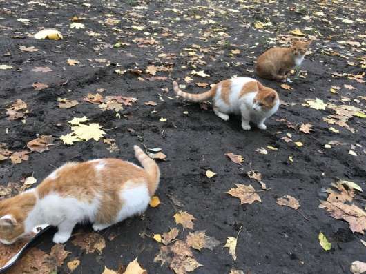 Котятам нужен дом в Москве фото 3