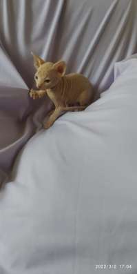 Котята бамбино Цена120$ фото 5