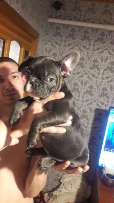 Blue french bulldog фото 3