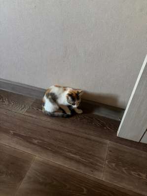 Трехцветное счастье в дом в Омске