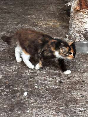 Котенок в хорошие руки фото 3