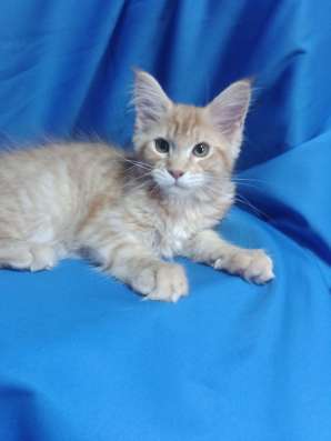 Red Maine Coon, boys фото 5