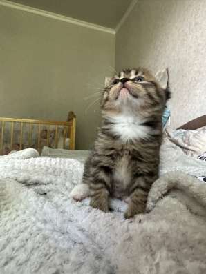 Шотландские котята в Брянске фото 3