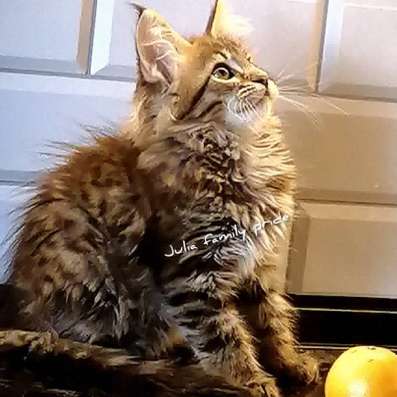 Котята мейн кунята