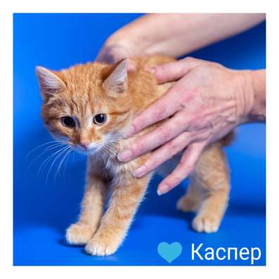 Котята в дар