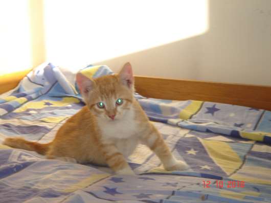 Отдам котят в хорошие руки фото 7