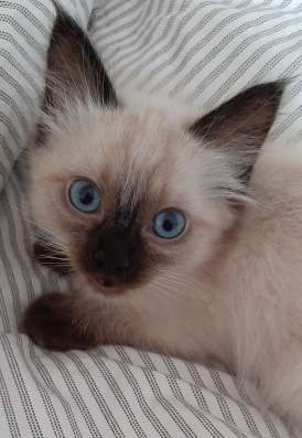 Сиамские котята