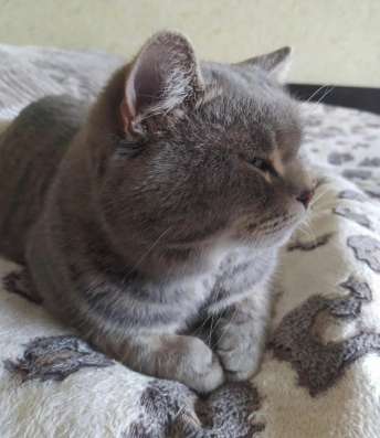 Шотландские котята в Тюмени фото 7