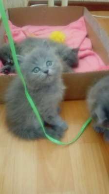 Британские котята в Красноярске фото 6