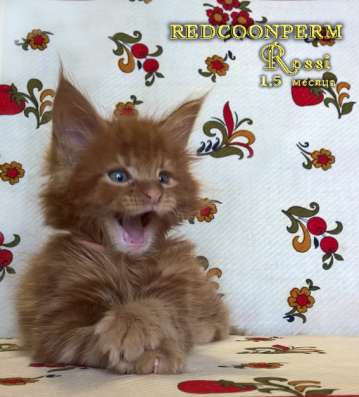 Котенок мейн кун красный солид. Шоу класс в Перми фото 20
