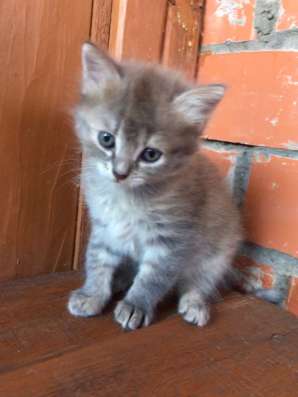 Котята сибирские