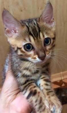 Продам бенгальских котят в Красноярске фото 4