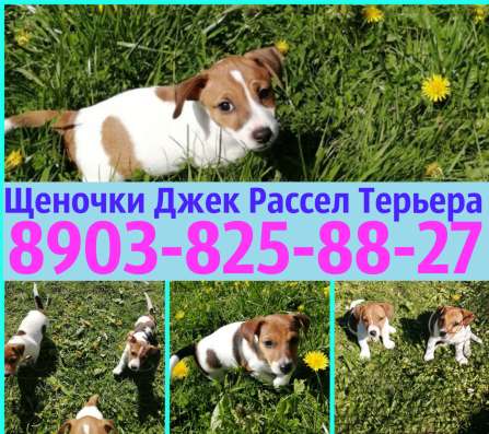 Щеночки Джек Рассел Терьера в Ростове