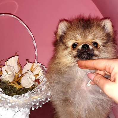 Мини Померанские щенки!