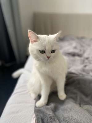 Продам кошечку, серебристая шиншилла фото 9