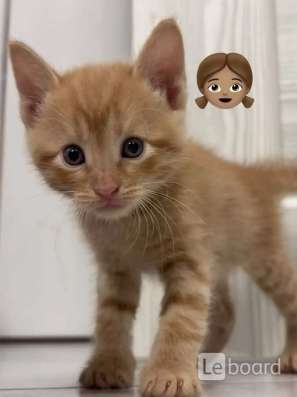 Котята в добрые руки!