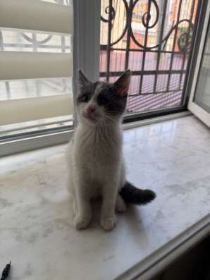 Котенок в добрые руки в Махачкале фото 4