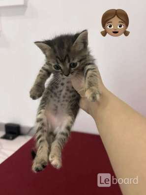 Котята в добрые руки! в Казани