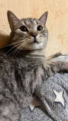 Котята от британской кошки в Туле