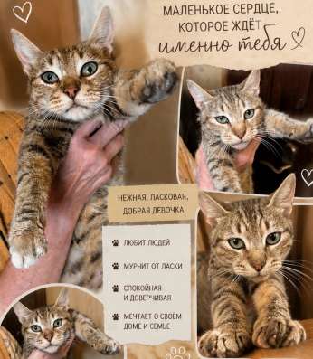 Котенок, котята, в добрые руки в Рязани
