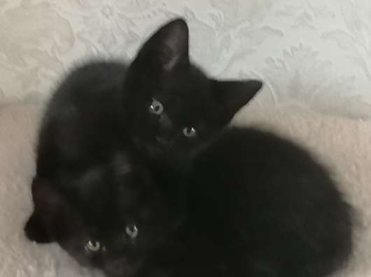 Британские котята
