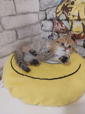 Шотландские котята фото 6