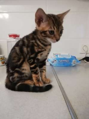 Бенгальские котята