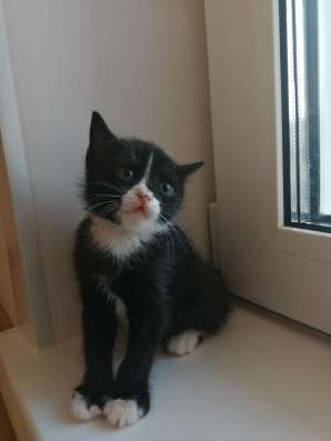Котенок в Красноярске