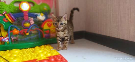 Бенгальские котята в Воткинске