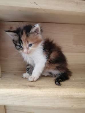 Котята в Ростове-на-Дону фото 5
