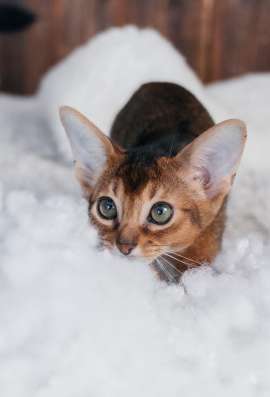 Абиссинские котята