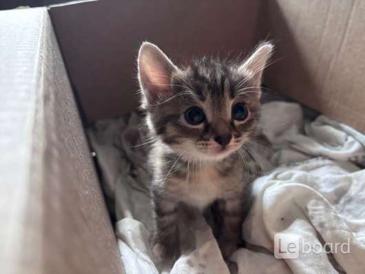 Котенок