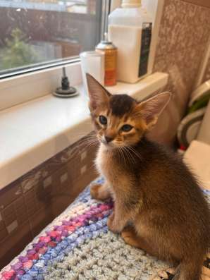 Абиссинские котята в Тюмени фото 5