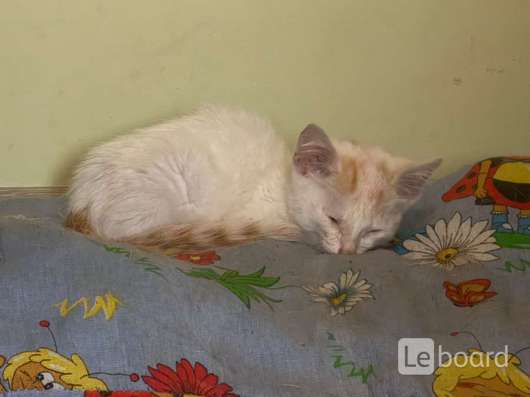 Отдам котёнка в Чите