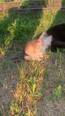 котенок в Раменское