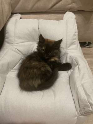 Котёнок трёхцветный в Уфе