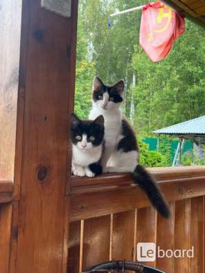 Отдам котят в добрые руки