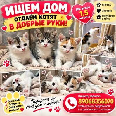 Котята в добрые руки