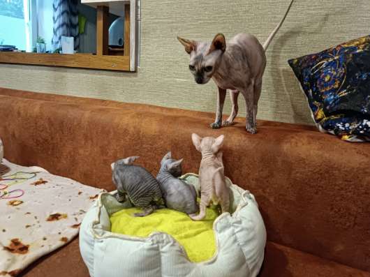 Котята Канадского Сфинкса фото 3