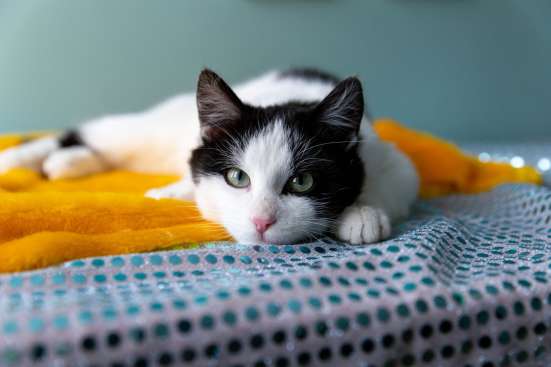 Котенок Остин в добрые руки фото 7
