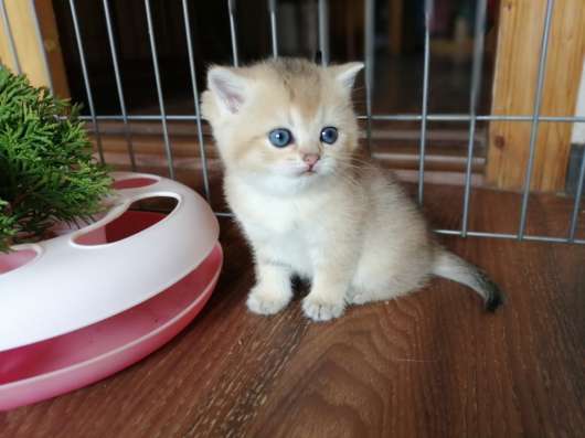 Котята. Золотые шиншиллы в Москве фото 4