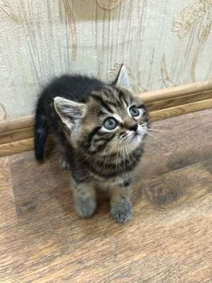 Британские котята в Чебоксарах фото 3