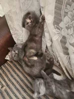 Милахи шотландцы фото 7