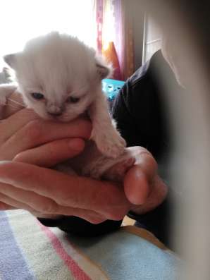 Reinrassig perserkatze Baby фото 4