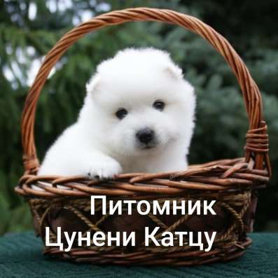 Щенки Японского Шпица